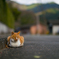 ネコがいる風景