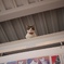 ねこちゃん