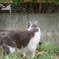 猫背