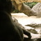 ジャングルの主。