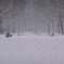 Frozen Fairytale Forest