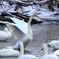白鳥の舞