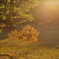 The Sunset 12