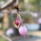 平野神社の十月桜