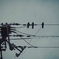 Black birds