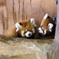 赤ちゃんレッサーパンダ