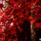 紅葉狩り10