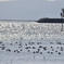 灯台と海鳥