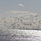 海鳥その１