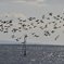 海鳥その２