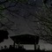 星空 愛媛