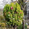都市緑化植物園のお飾り