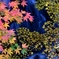三景園の紅葉２