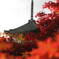紅葉に塔