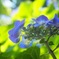 紫陽花