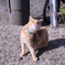 相島の猫