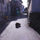 相島の猫