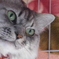 P1130204　ねこさん