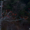 紅一点