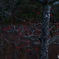 紅一点２
