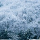 雪の華