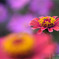 秋の花