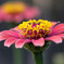 秋の花　２