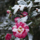 紅花乃雪