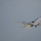 飛行機