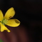 花と蟻