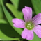 小さな花