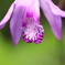 花-襞