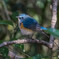 青い鳥をみつけました。（ルリビタキ）（２）