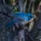 青い鳥をみつけました。（ルリビタキ）（３）