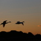 白鳥と夕日