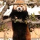 和歌山のレッサーパンダ