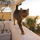 CAT WALK01