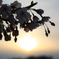 夕陽桜