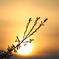 夕陽桜