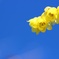 ～冬の花～