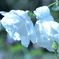 お花