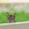 吾輩は猫である、ニャー # 373