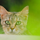 吾輩は猫である、ニャー # 375