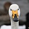 怒った白鳥さん　2019年