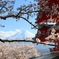 桜と富士