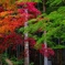 里山の紅葉