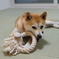 Azuki