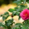 山茶花