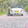 桜の絨毯道