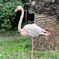 愛媛 とべ動物園